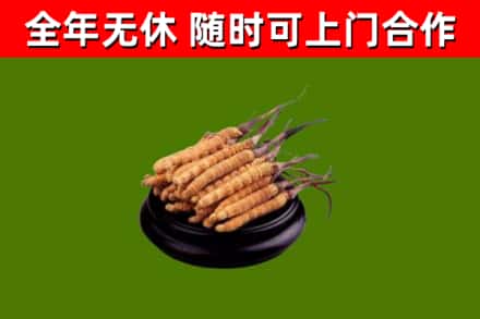 丛台区回收冬虫夏草