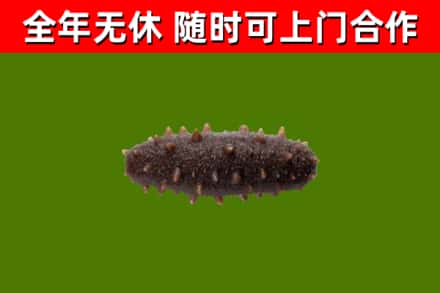 丛台区回收海参干